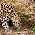 slides/IMG_8488M.jpg wildlife, feline, big cat, cat, predator, fur, spot, amur, siberian, leopard, eye, whisker, prowl WBCW78 - Amur Leopard